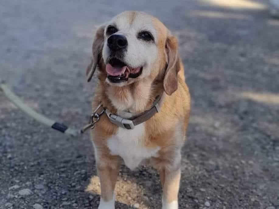 Adozione cane, femmina, Razza sconosciuta Razza sconosciuta, 15 anni  e 3 mesi , taglia media contenuta, Caserta