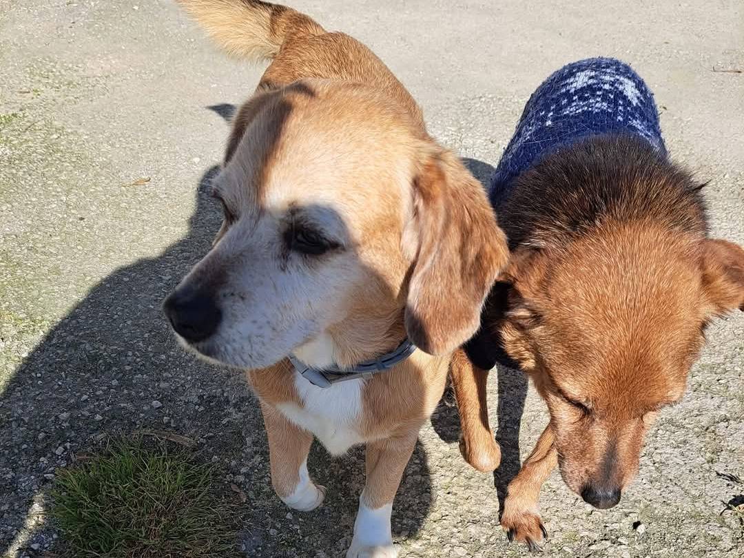 Adotta un cane, femmina, 15 anni  e 3 mesi , Caserta