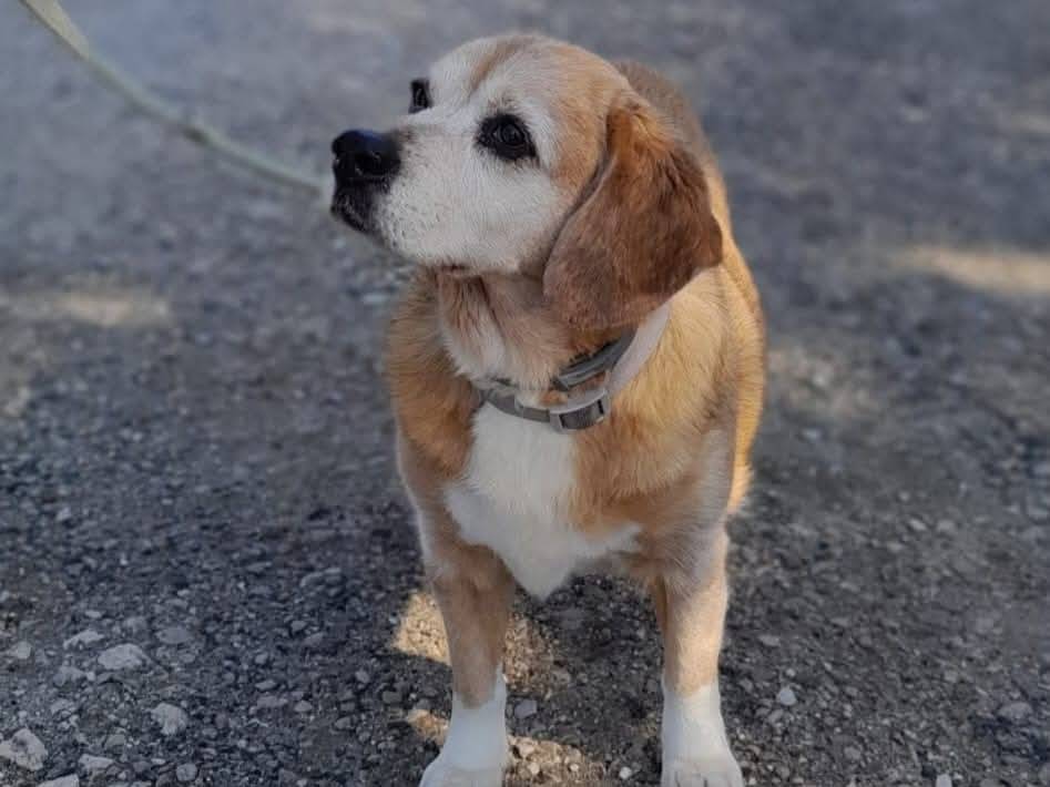 Adotta un cane, taglia media contenuta, femmina, Caserta