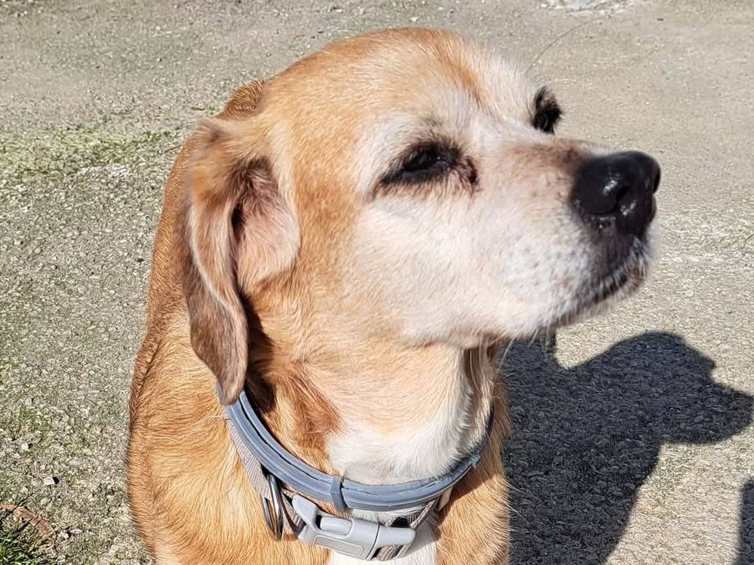 Vuoi adottare un cane a Caserta?