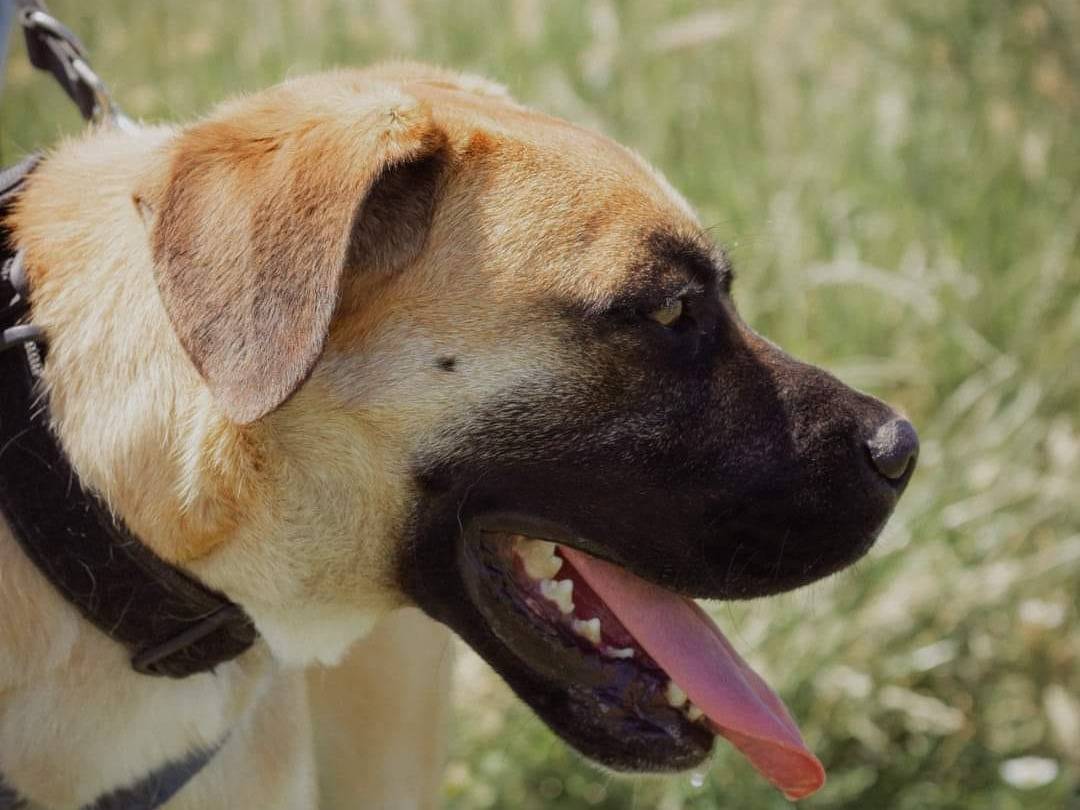 Adozione cane, maschio, Boxer Razza sconosciuta, 2 anni  e 10 mesi , taglia media, Caserta