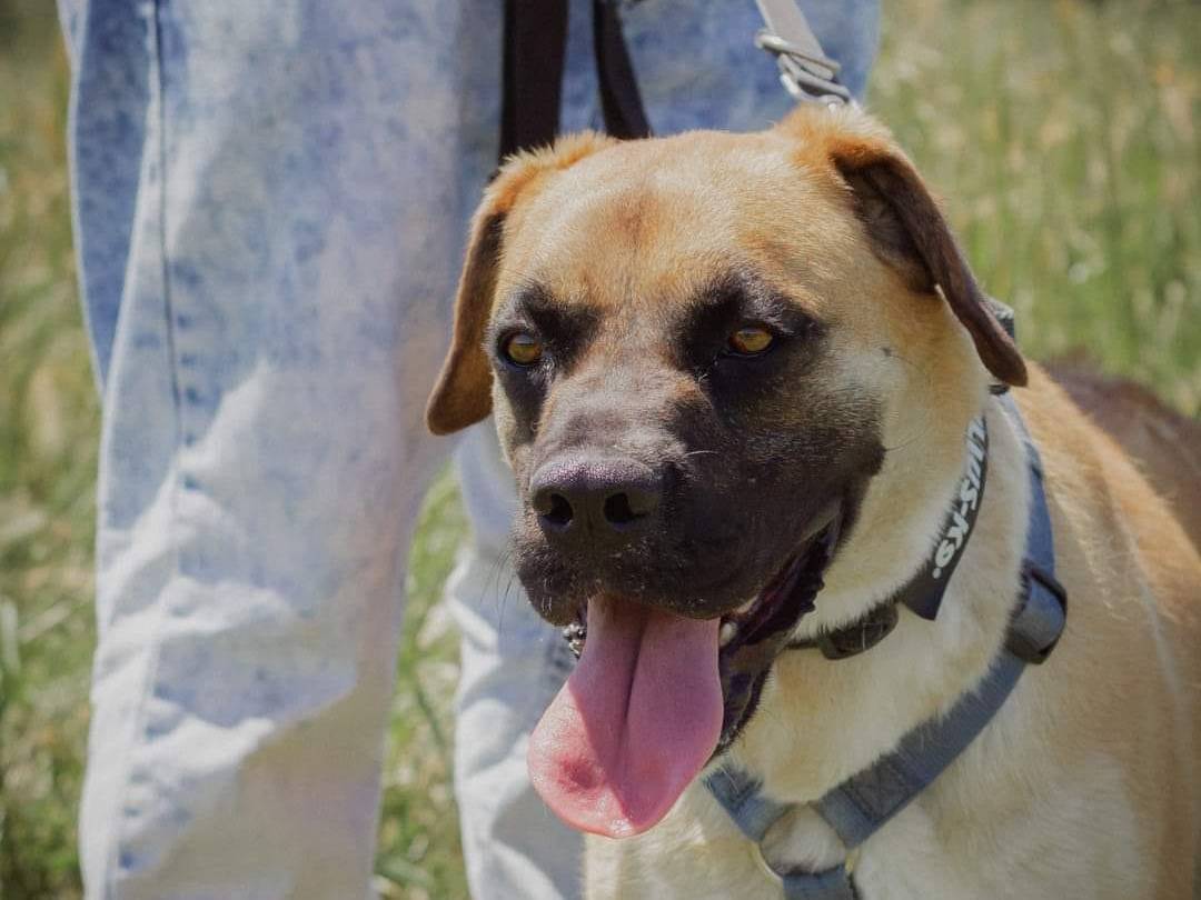Adotta un cane, maschio, 2 anni  e 10 mesi , Caserta