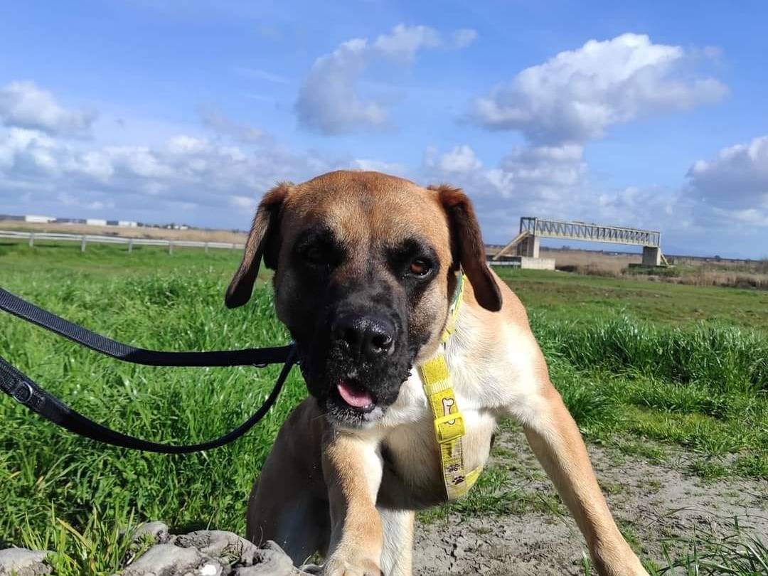Adotta un cane, taglia media, maschio, Caserta