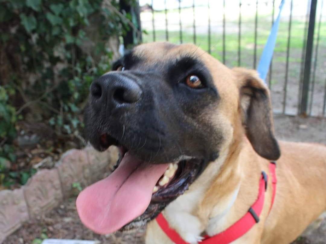 Vuoi adottare un cane a Caserta?