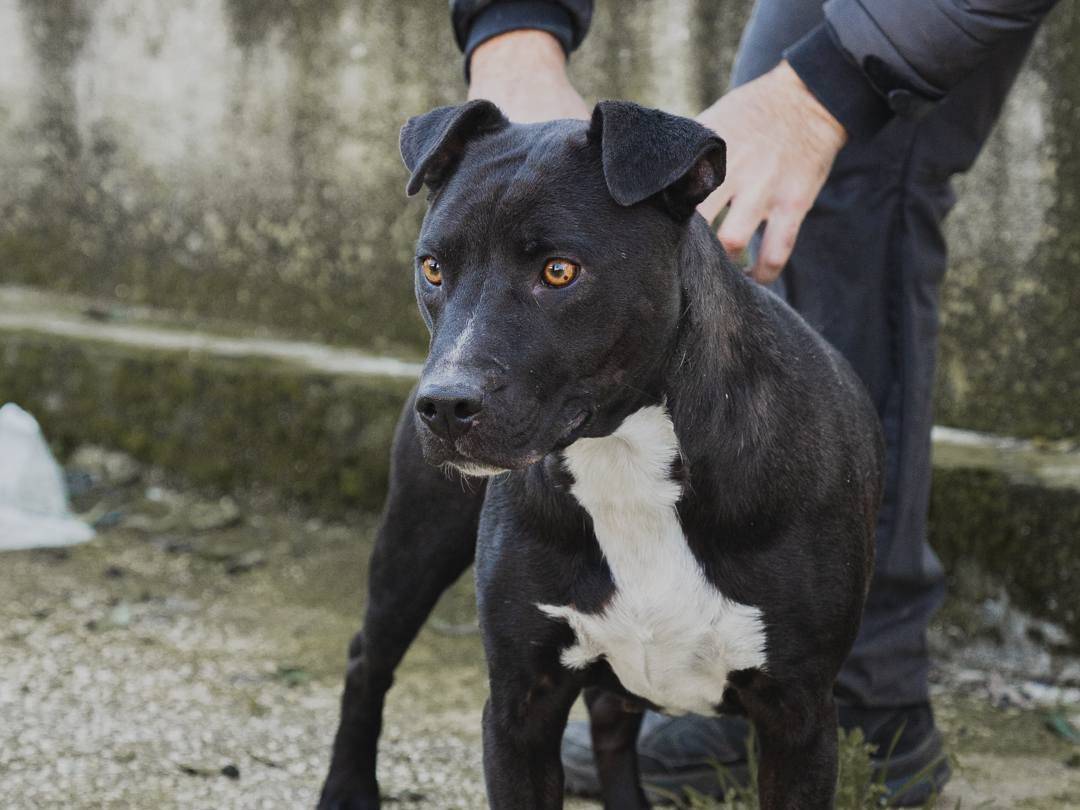 Foto dell'animale