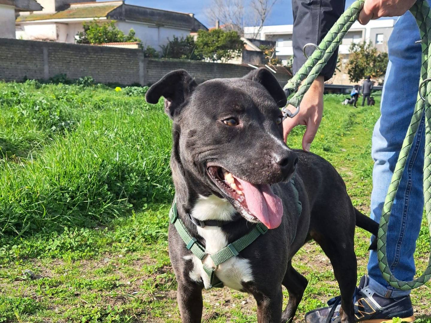 Adotta un cane, femmina, 5 anni  e 3 mesi , Caserta