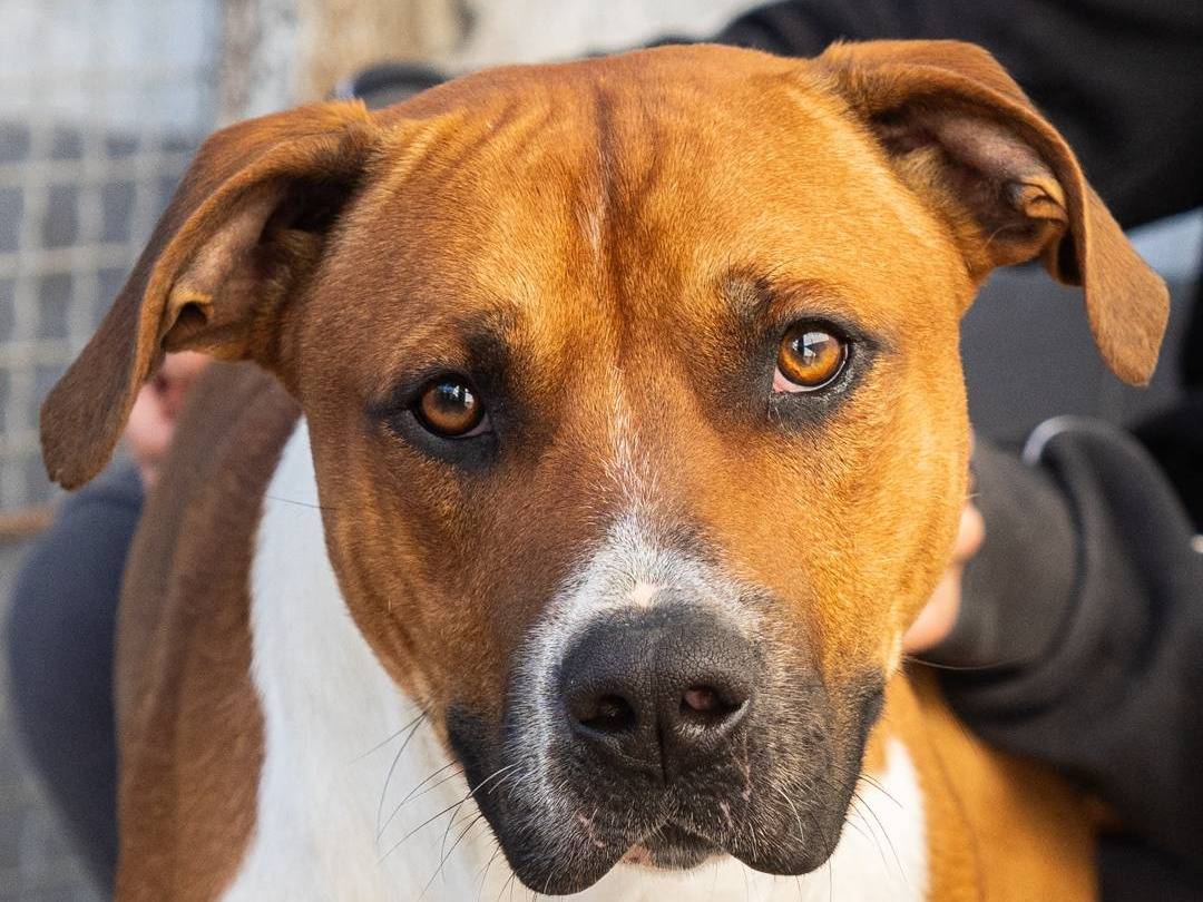Foto dell'animale