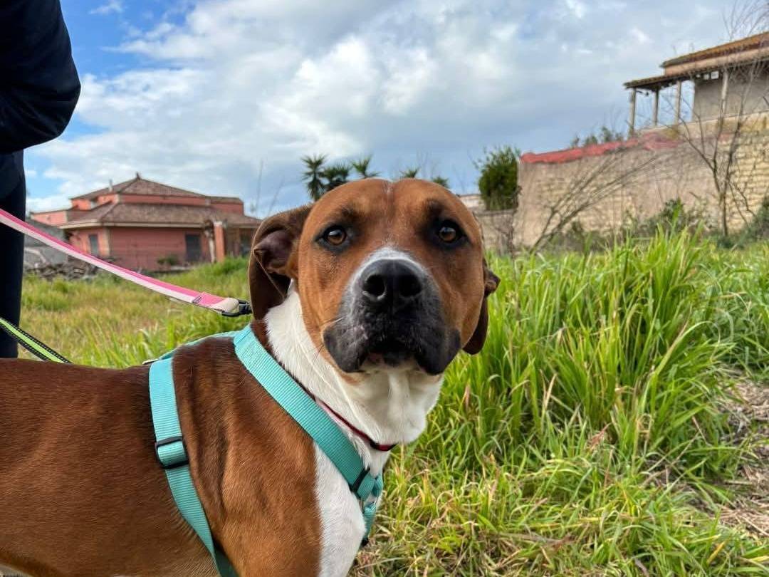 Adotta un cane, maschio, 3 anni  e 2 mesi , Caserta
