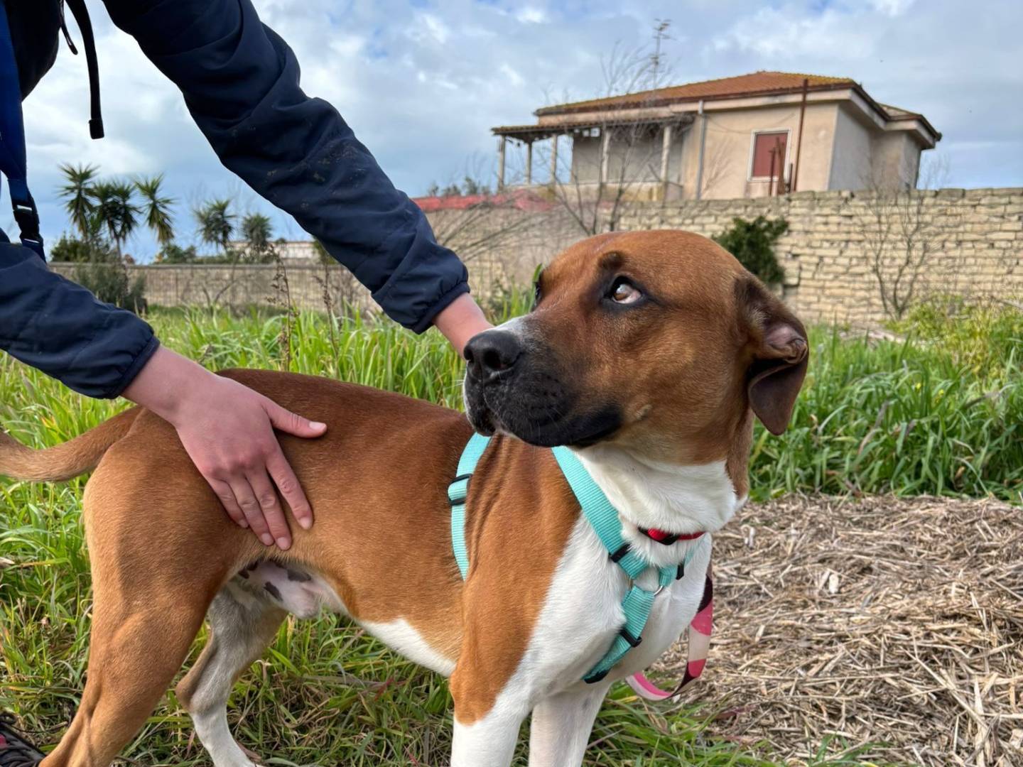 Adotta un cane, taglia media, maschio, Caserta