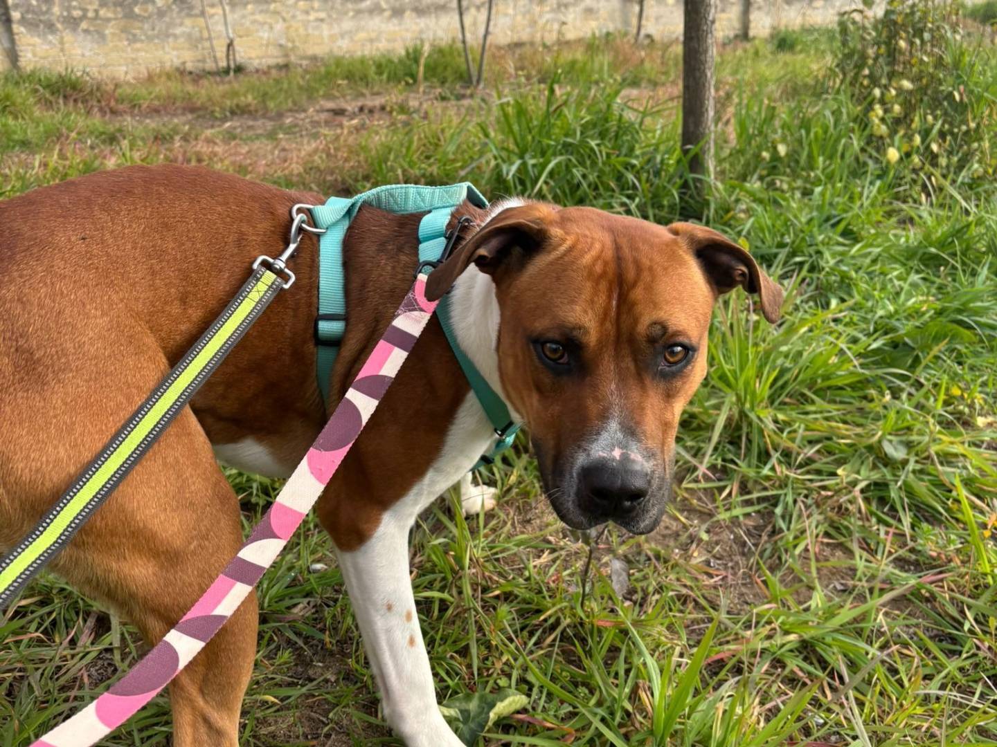 Vuoi adottare un cane a Caserta?