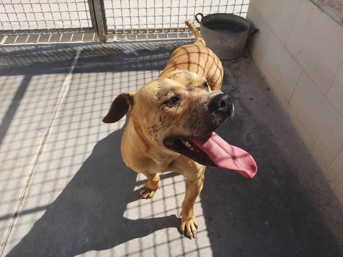 Adozione cane, maschio, Pitbull Razza sconosciuta, 7 anni e 10 mesi, taglia media, Caserta