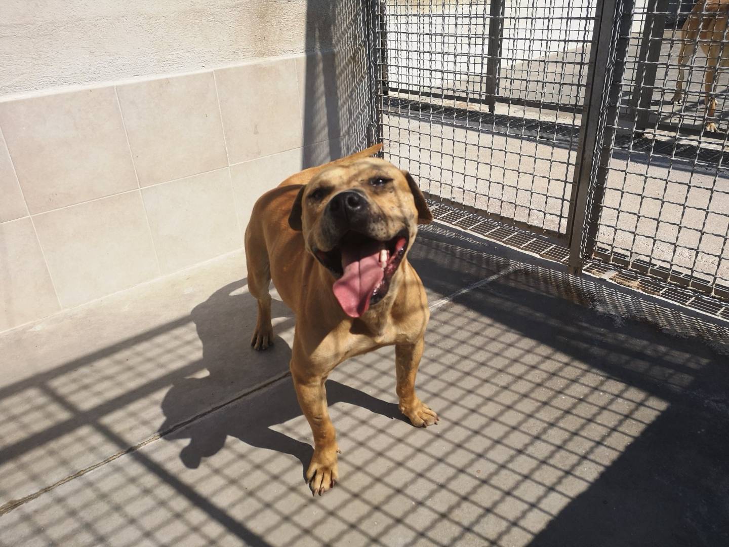 Adotta un cane, maschio, 7 anni e 10 mesi, Caserta
