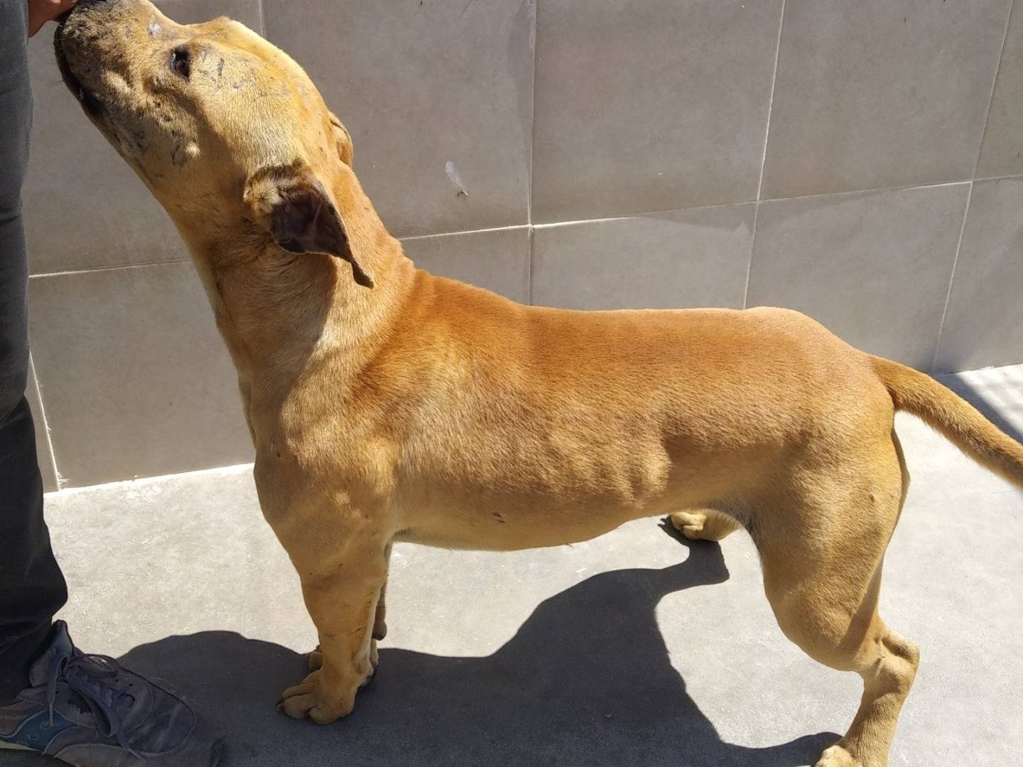 Adotta un cane, taglia media, maschio, Caserta