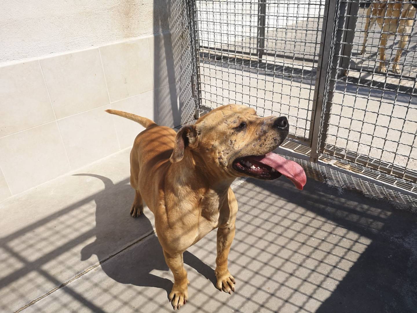 Vuoi adottare un cane a Caserta?