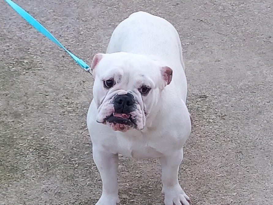 Adotta un cane, femmina, 2 anni e 1 mese, Roma