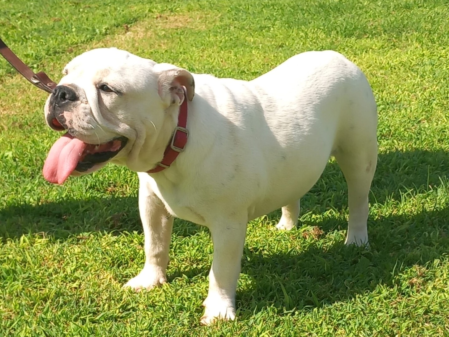 Vuoi adottare un cane a Roma?