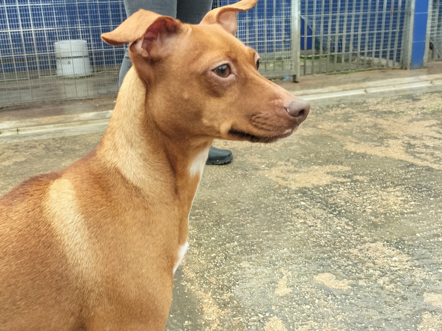 Adotta un cane, femmina, 2 anni  e 2 mesi , Bari