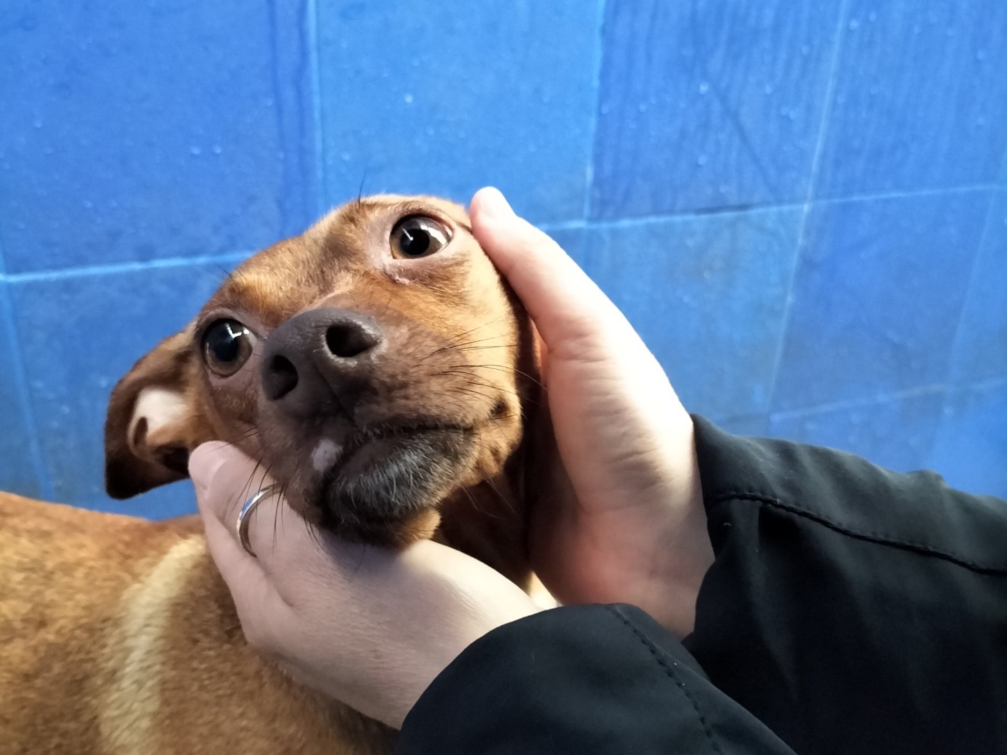Adotta un cane, taglia piccola, femmina, Bari