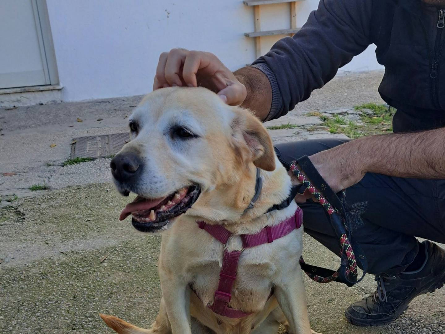 Foto dell'animale