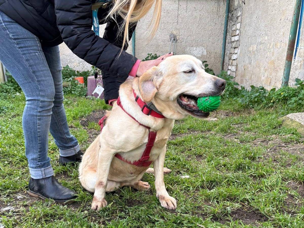 Adotta un cane, femmina, 11 anni  e 3 mesi , Caserta
