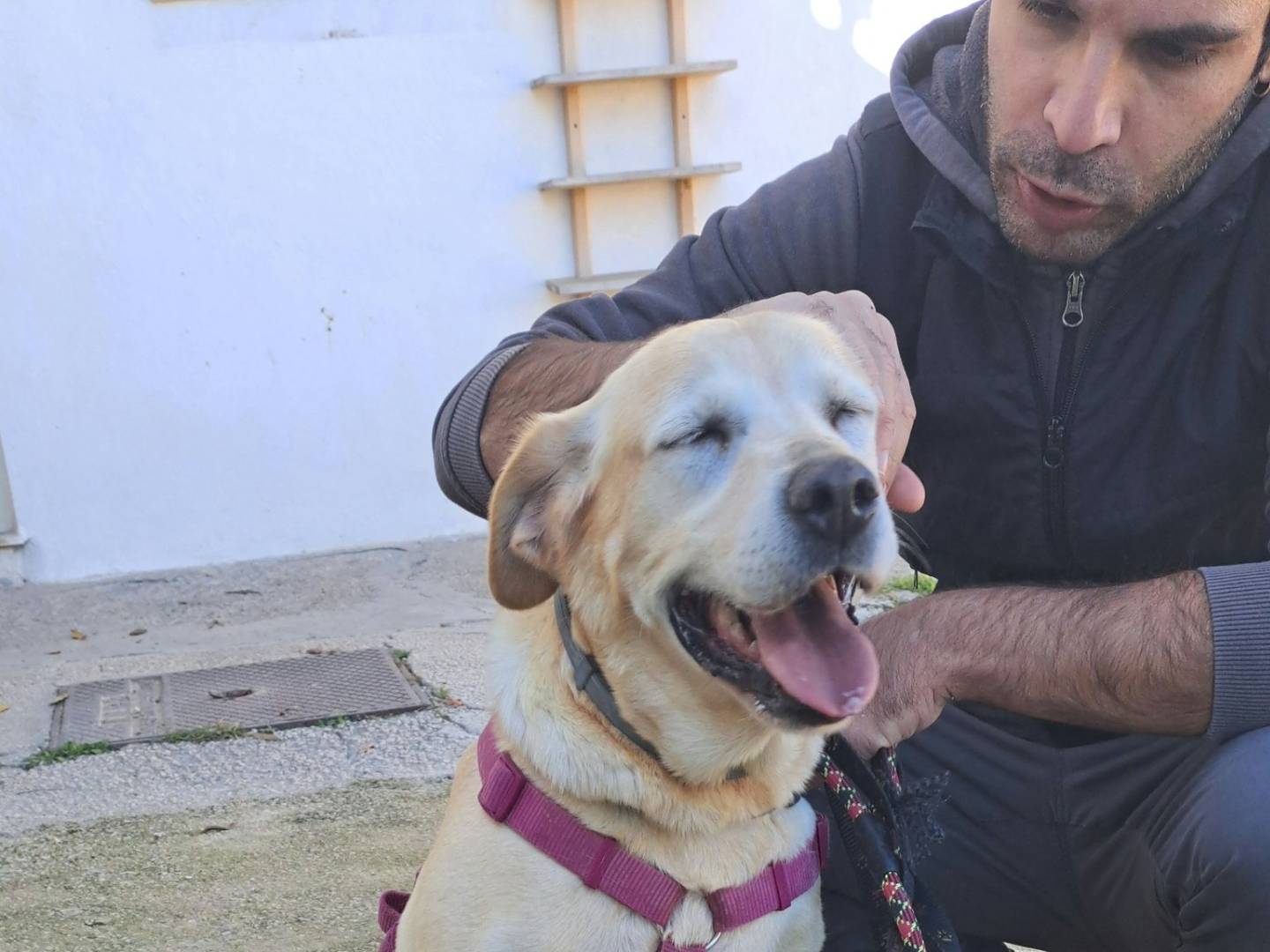 Adotta un cane, taglia grande, femmina, Caserta