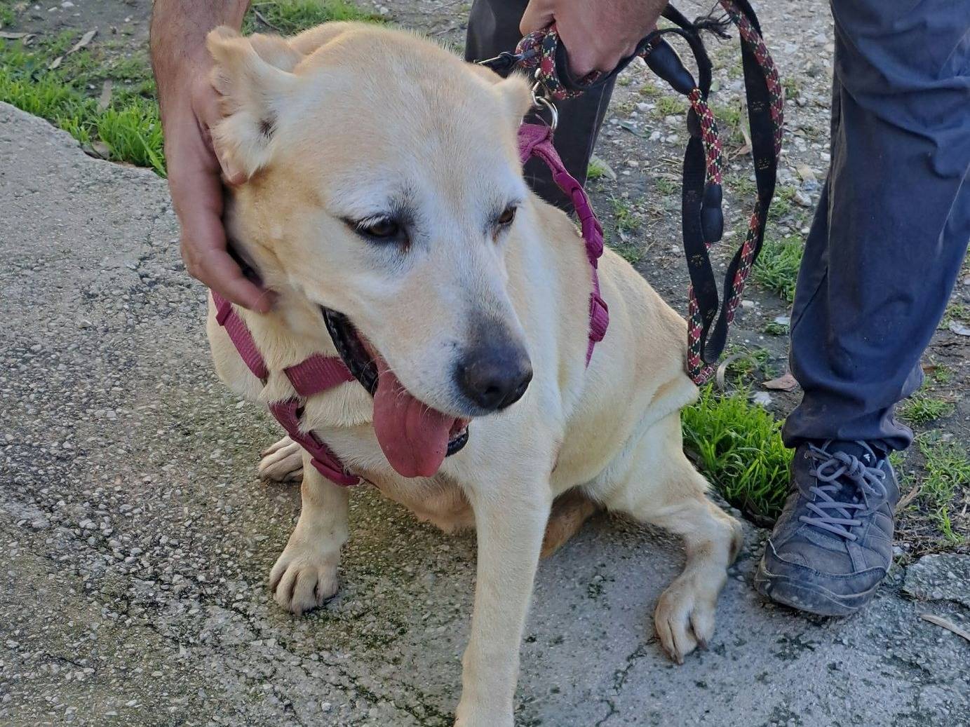 Vuoi adottare un cane a Caserta?