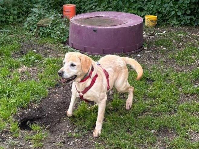 Adotta il cane ASIA a Caserta