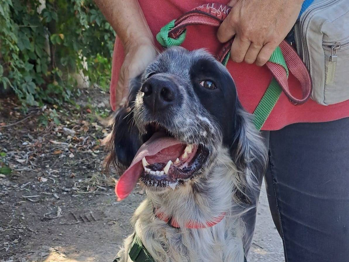 Adotta un cane, maschio, 2 anni  e 4 mesi , Caserta