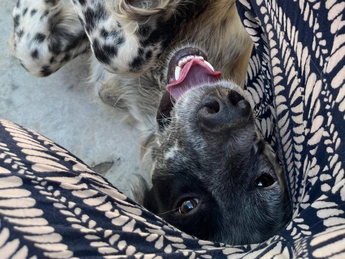Adotta un cane, taglia media contenuta, maschio, Caserta