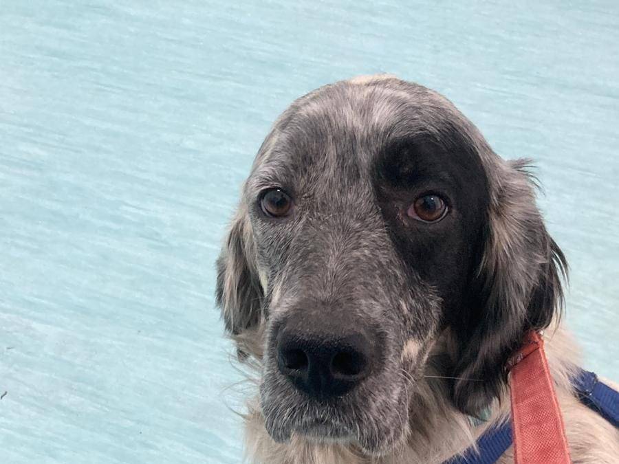 Vuoi adottare un cane a Caserta?