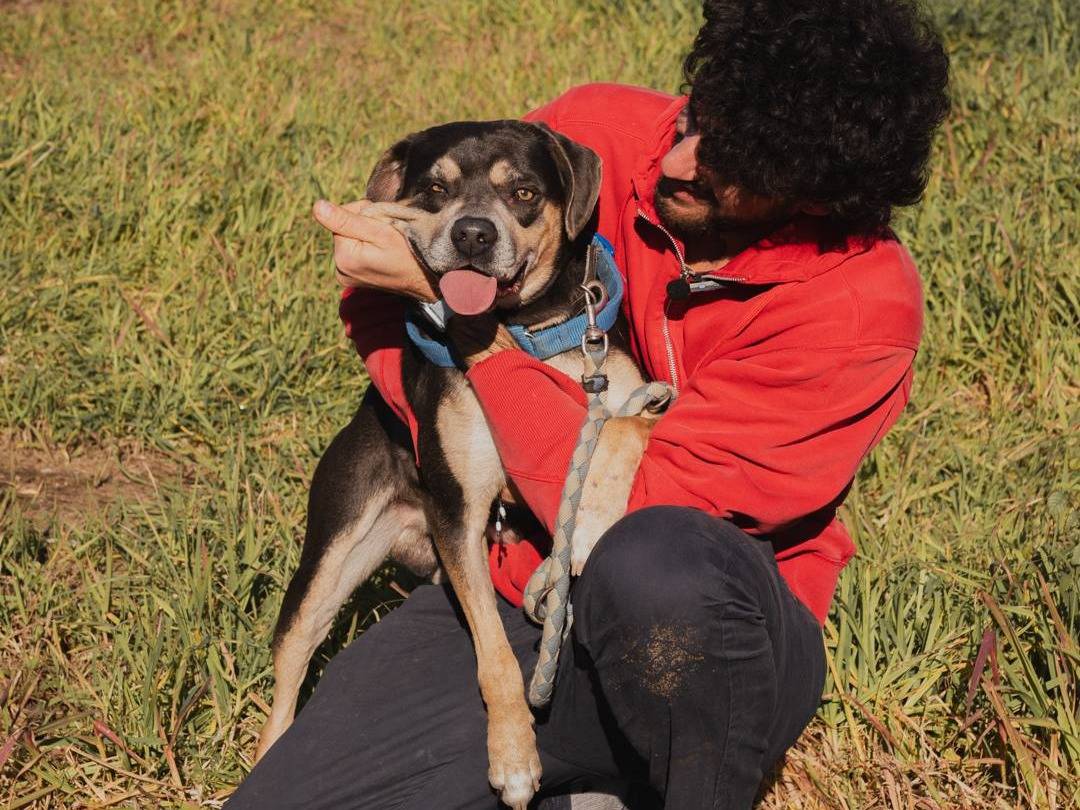 Vuoi adottare un cane a Caserta?