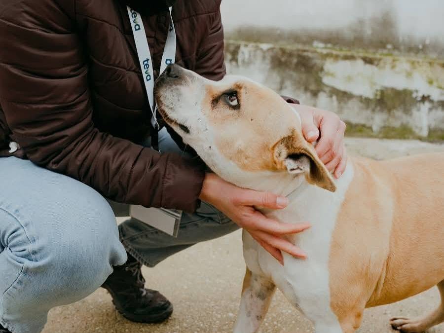 Adotta un cane, femmina, 9 anni  e 6 mesi , Caserta