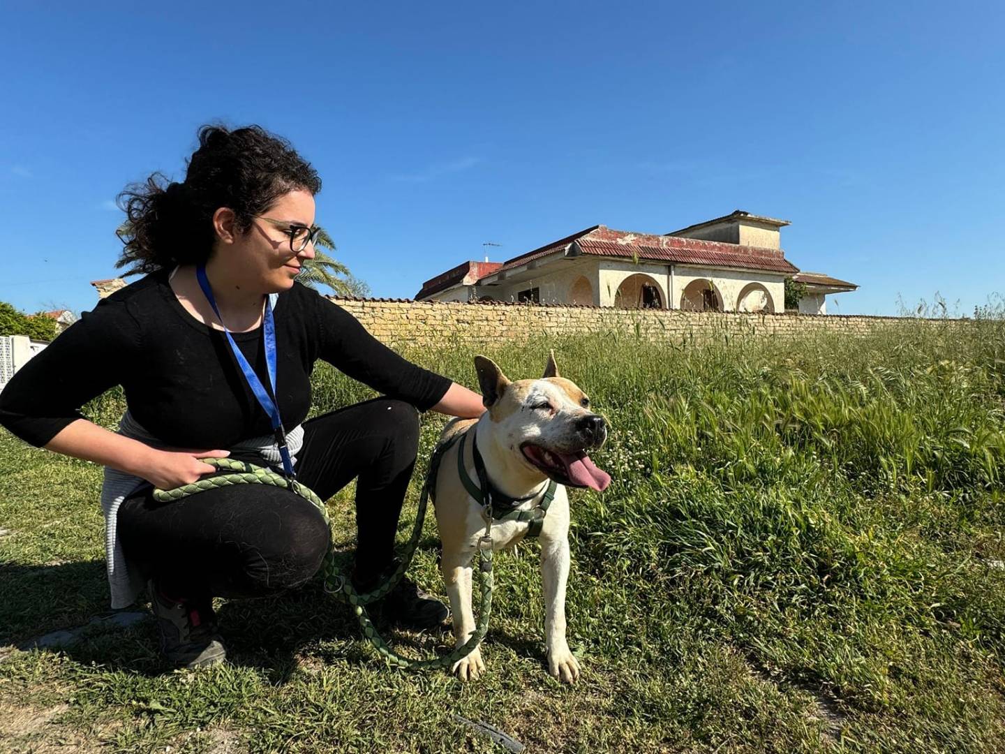 Adotta un cane, taglia media, femmina, Caserta