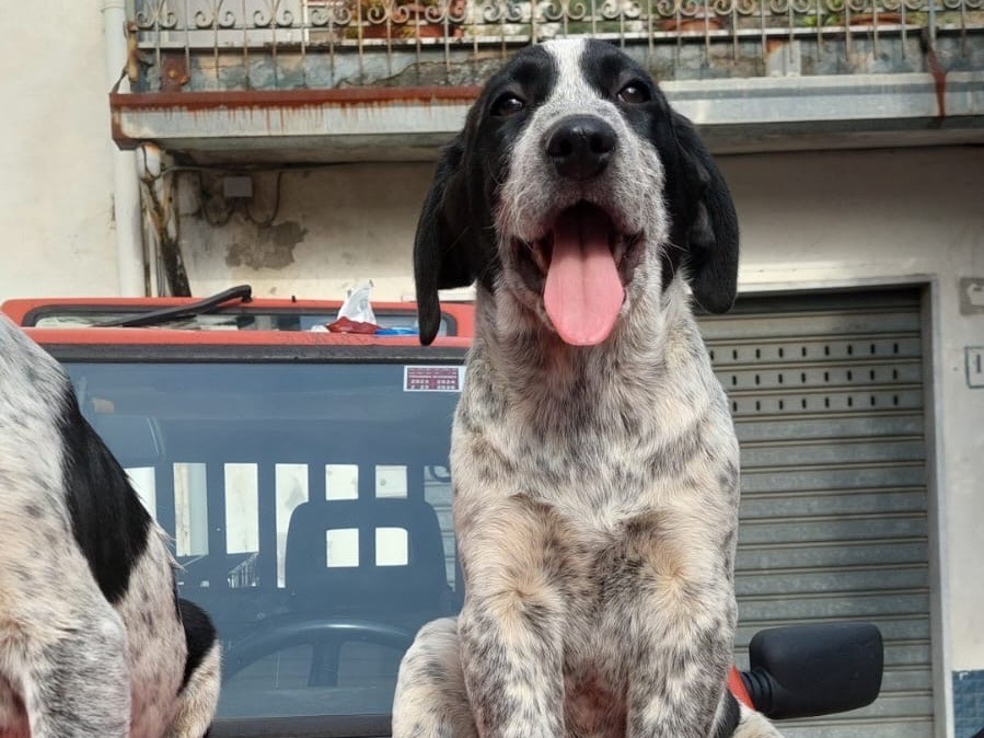Adozione cane, maschio, Razza sconosciuta Razza sconosciuta, 1 anno e 4 mesi, taglia grande, Milano