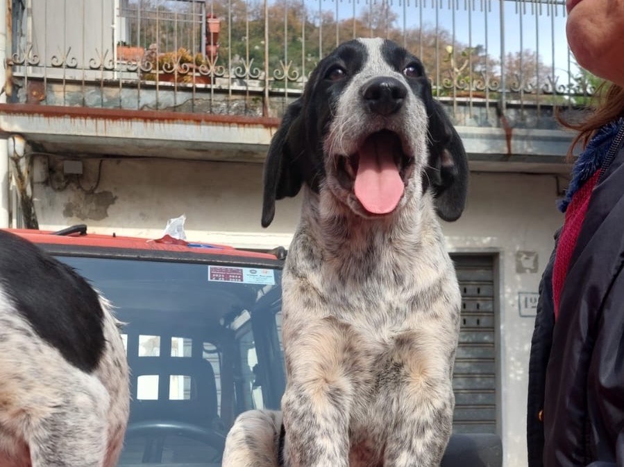 Adotta un cane, maschio, 1 anno e 4 mesi, Milano
