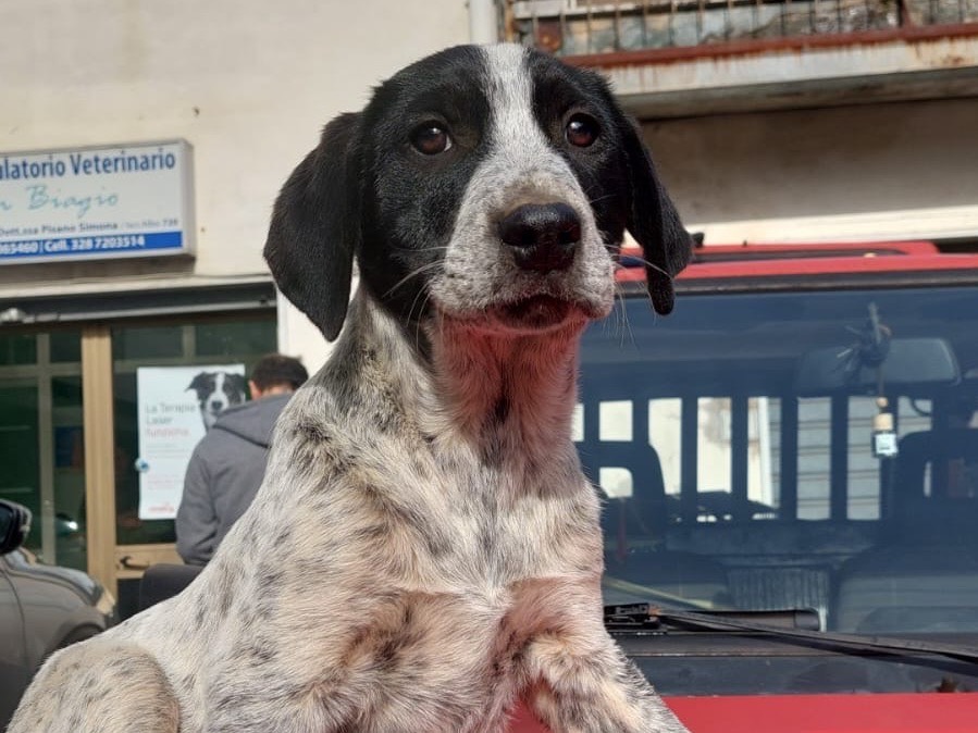 Adotta un cane, taglia grande, maschio, Milano