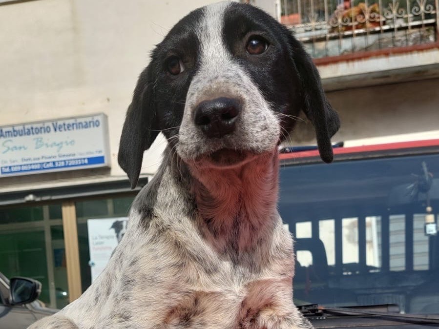 Vuoi adottare un cane a Milano?