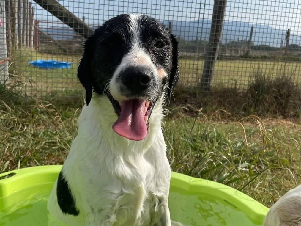 Vuoi adottare un cane a Latina?