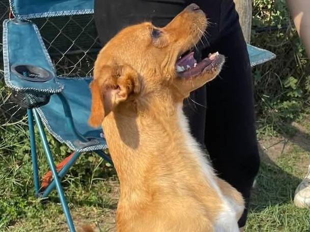 Adotta un cane, maschio, 3 anni  e 4 mesi , Latina