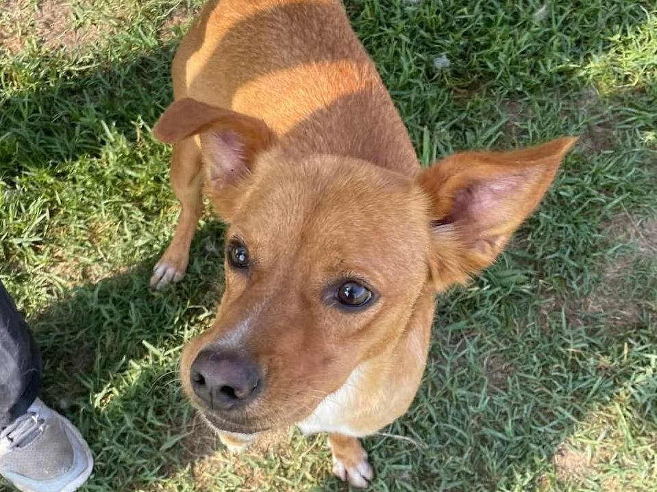 Adotta un cane, taglia piccola, maschio, Latina
