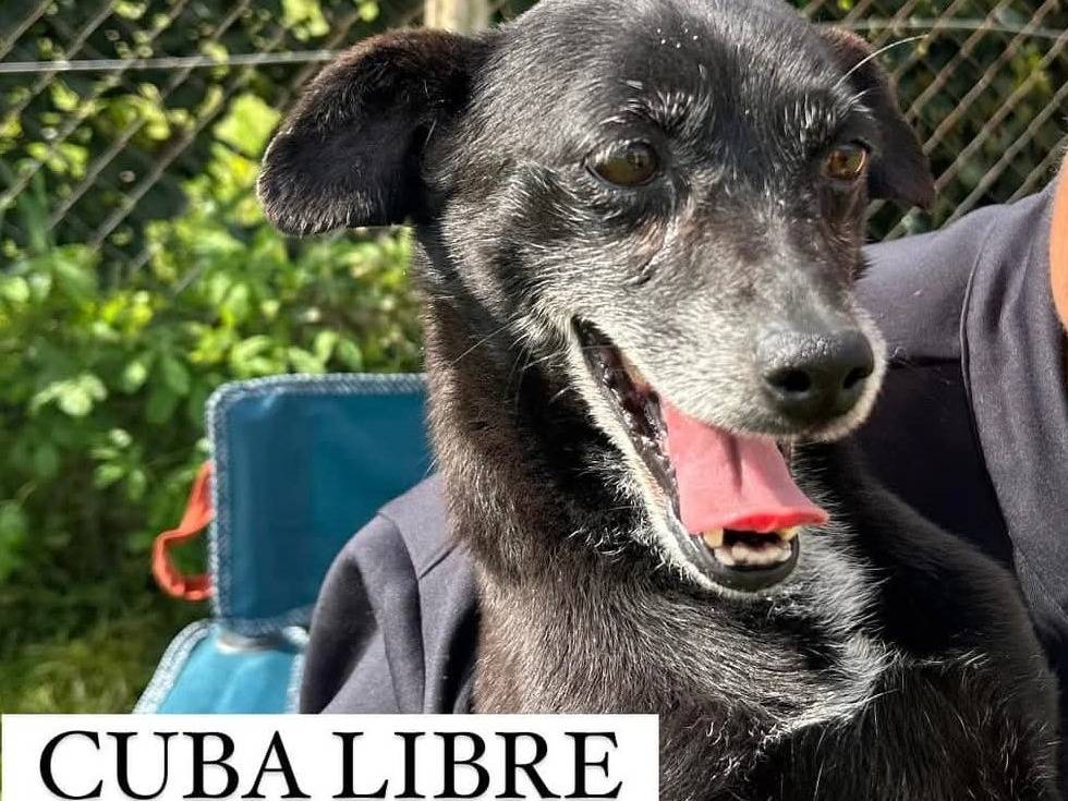 Adozione cane, maschio, Razza sconosciuta Razza sconosciuta, 8 anni e 10 mesi, taglia piccola, Latina