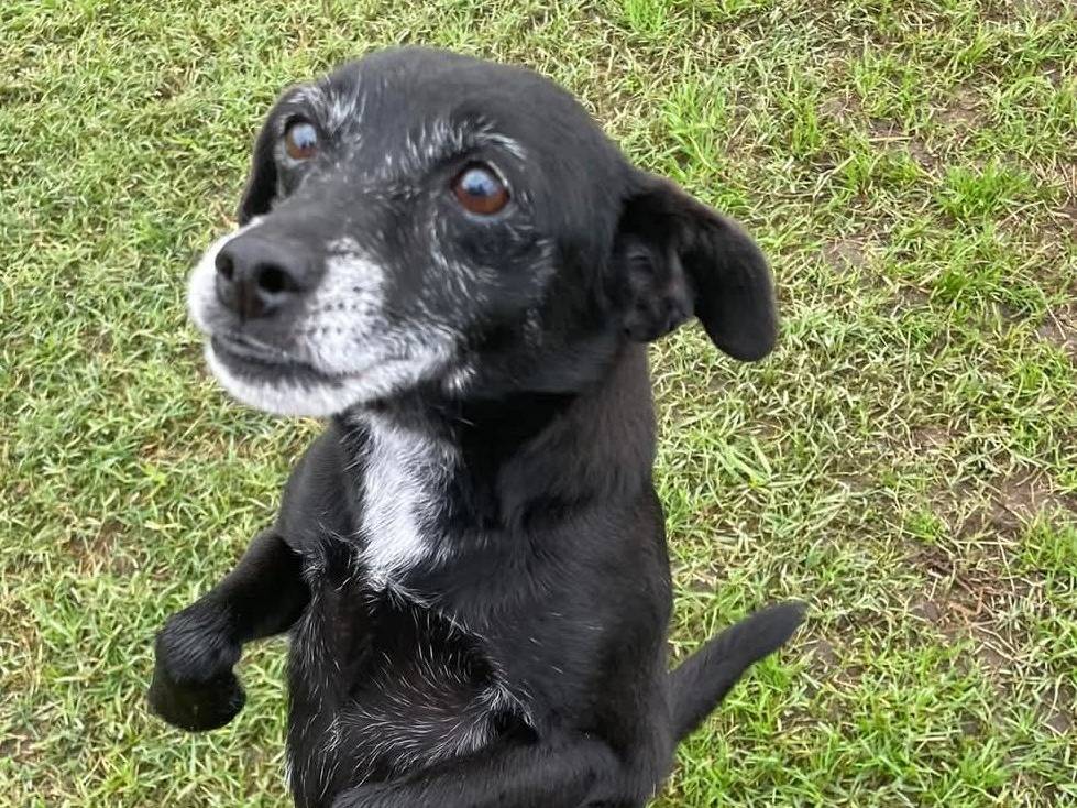 Adotta un cane, maschio, 8 anni e 10 mesi, Latina
