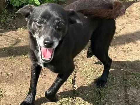 Adotta un cane, taglia piccola, maschio, Latina