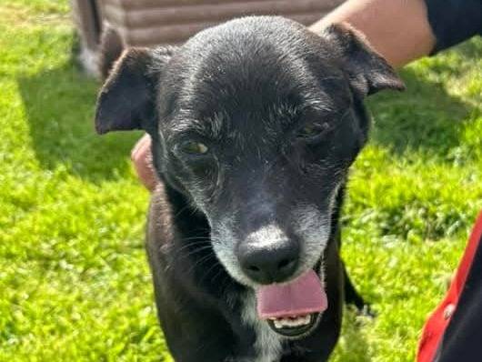 Vuoi adottare un cane a Latina?