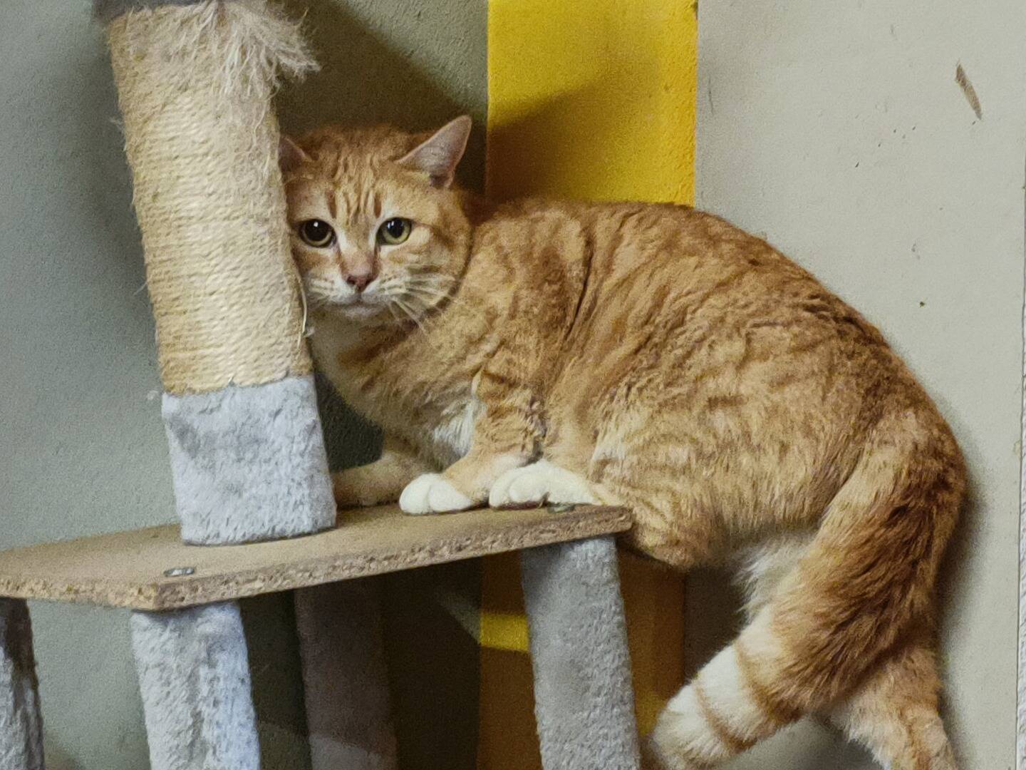 Adotta un gatto, maschio, 4 anni  e 2 mesi , Asti