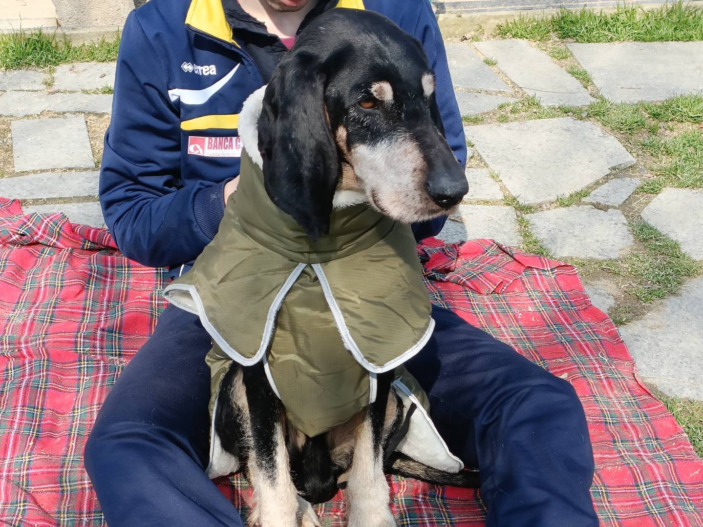Adotta un cane, maschio, 10 anni  e 6 mesi , Asti