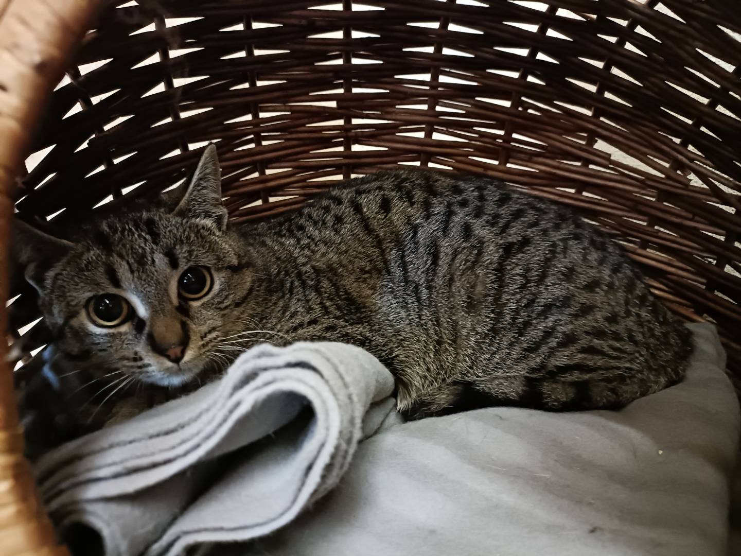 Adotta un gatto, taglia non valida, femmina, Asti