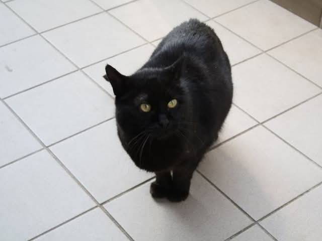 Adotta un gatto, femmina, 5 anni  e 7 mesi , Brescia