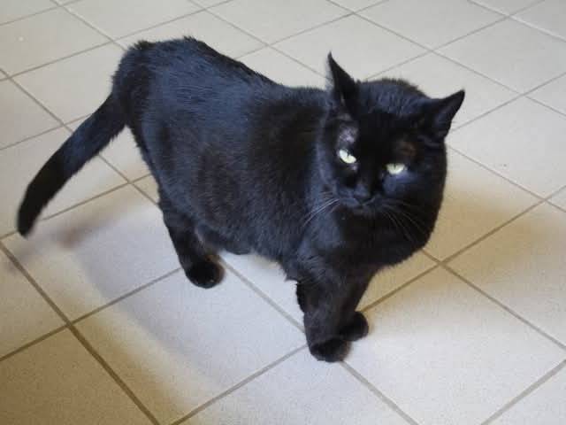 Vuoi adottare un gatto a Brescia?