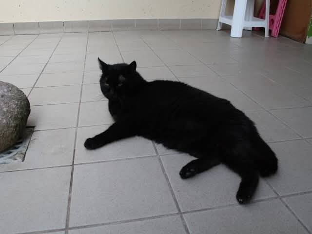 Adotta il gatto Nerina a Brescia